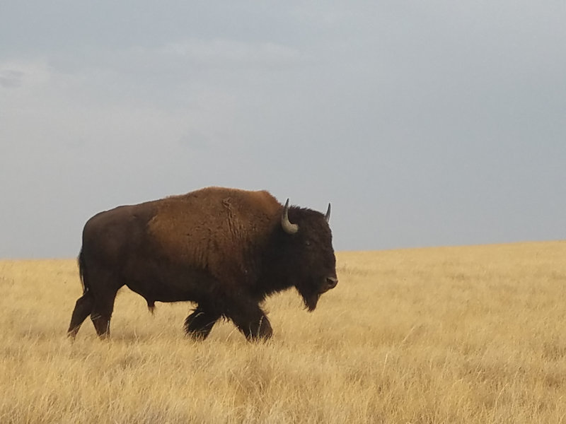 Buffalo